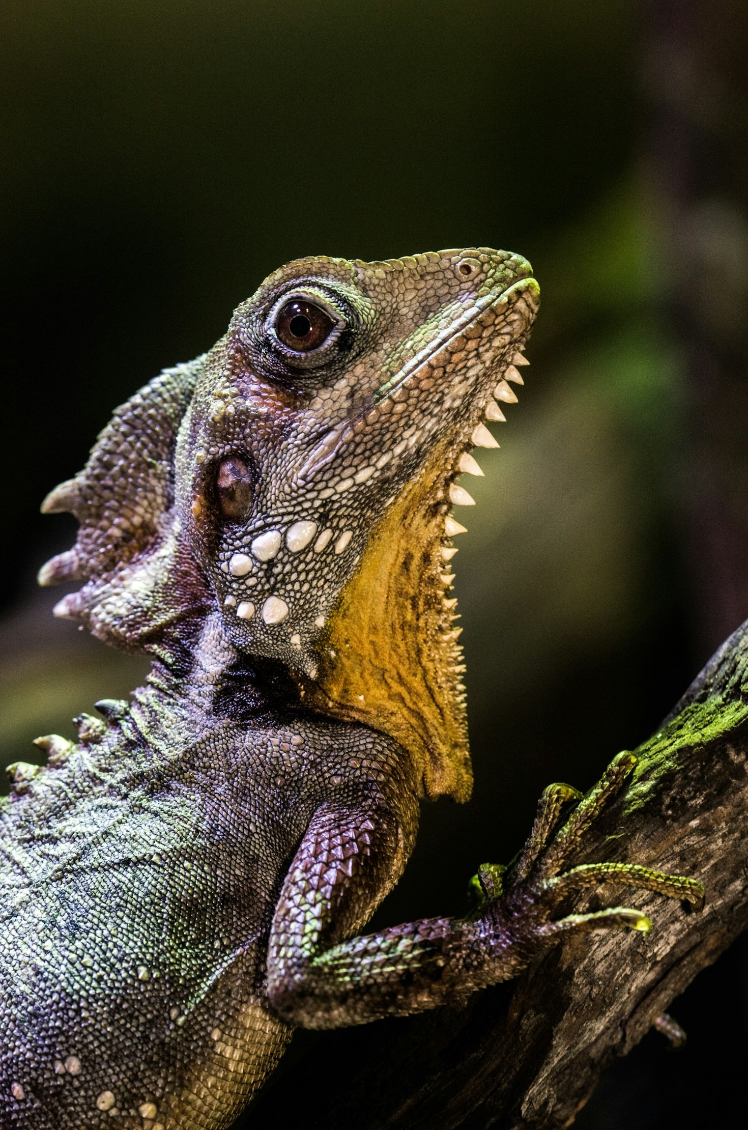 Top Tips for Ethical Reptile Husbandry