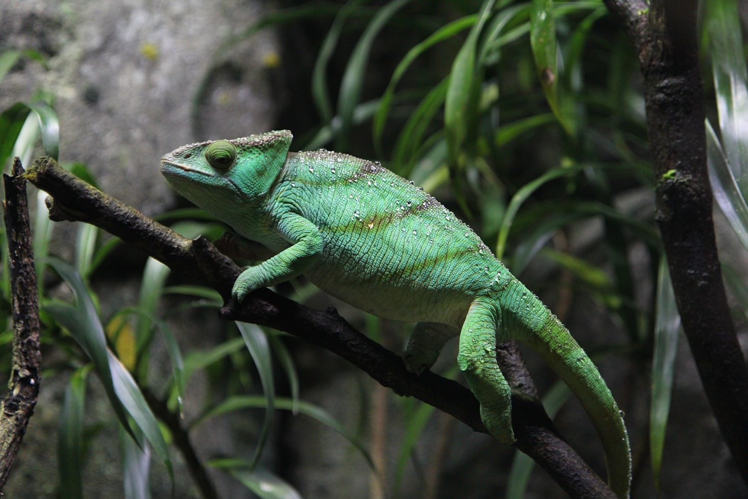 How to Start Your Journey in Herpetology