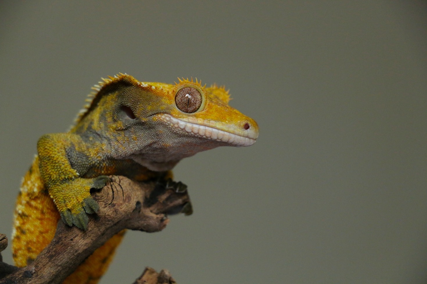 Building a Community Around Reptile Enthusiasm