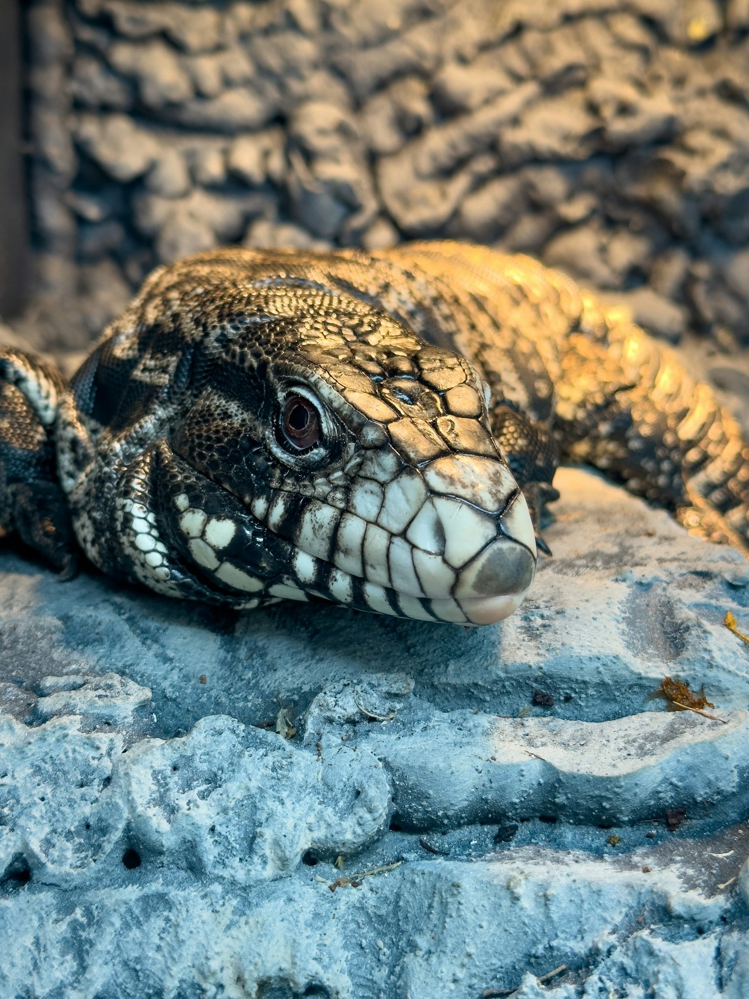 Exploring Reptile Breeding: A Responsible Approach