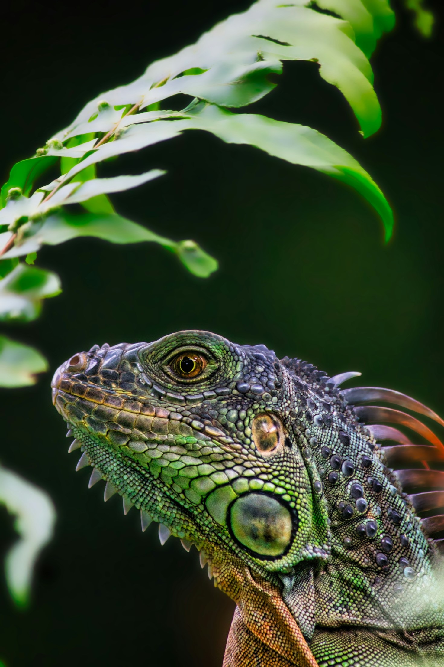 Understanding Your Reptile’s Needs: A Care Guide