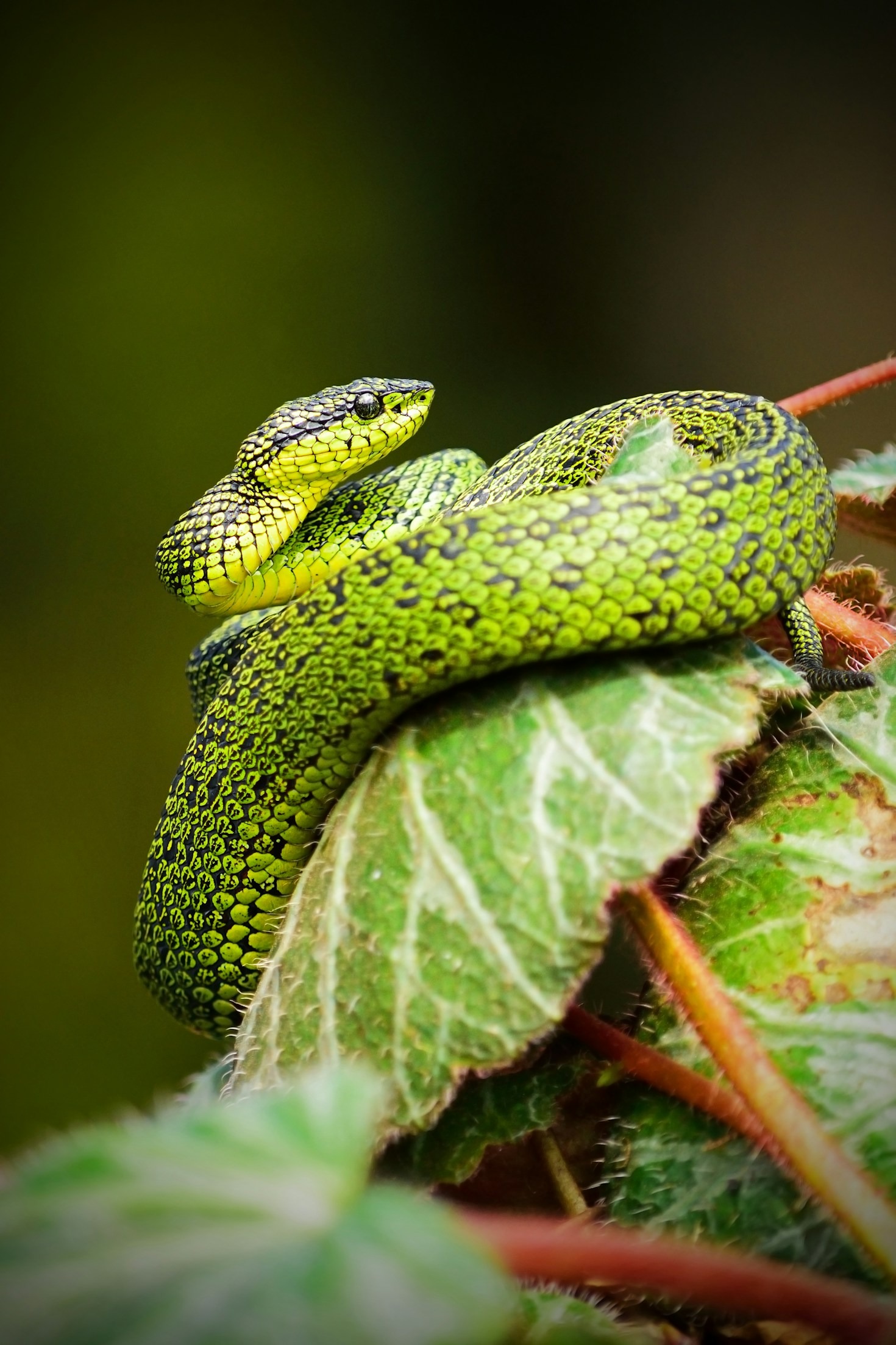 Connecting Pennsylvania’s Reptile Keepers