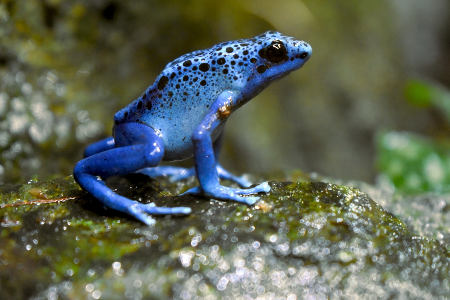 Educational Resources for Reptile Enthusiasts