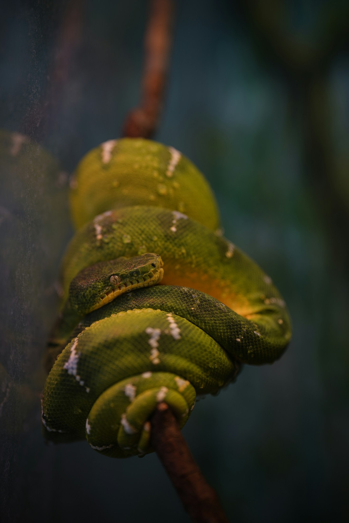 The Importance of Community in Responsible Reptile Care